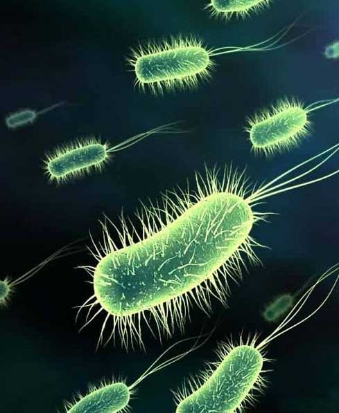 Наличие бактерий в питьевой воде может привести к тяжелым заболеваниям